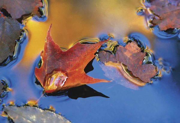Northeast, Maple Leaf Floating Down Stream
